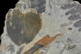 Fossil Fern (Neuropteris & Macroneuropteris) Plate - Kentucky #176784-1